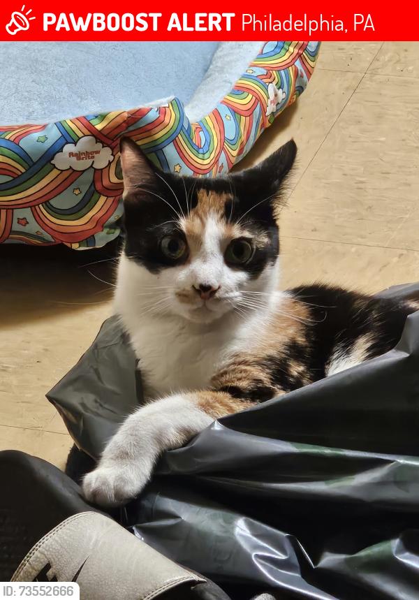 Lost Female Cat last seen Near Glenwood drive unit k, Philadelphia, PA 19121