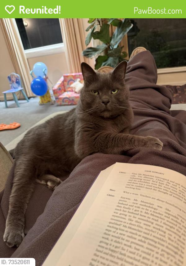 Reunited Male Cat last seen Anita street and Dalgetty rd, Beaumaris, VIC 3193