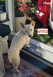 Lost Male Dog last seen 18th and Main, Vancouver, B.C., Vancouver, BC V5V 1E5