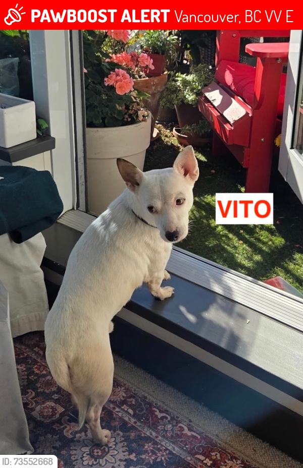 Lost Male Dog last seen 18th and Main, Vancouver, B.C., Vancouver, BC V5V 1E5