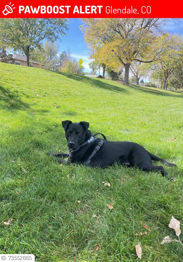 Lost Female Dog last seen Leetsdale and Elm, Glendale, CO 80246