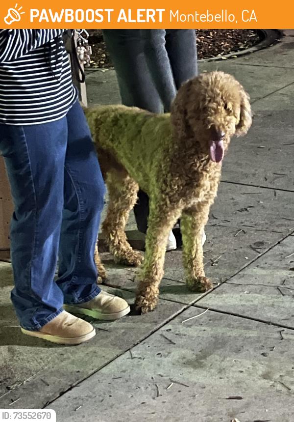 Found/Stray Male Dog last seen Montebello town center, Montebello, CA 91770