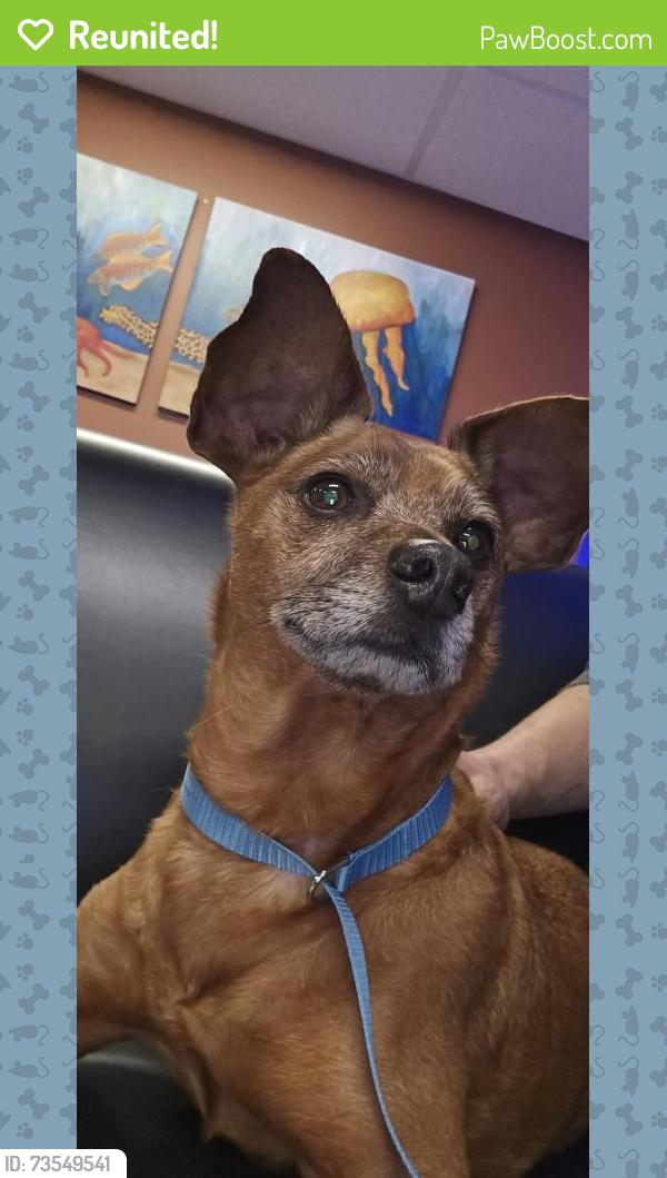 Reunited Male Dog last seen Tualatin sherwood rd/Mohamed ct., Tualatin, OR 97062