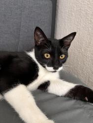 Lost Male Cat last seen Fremont blvd, Fremont, CA 94538