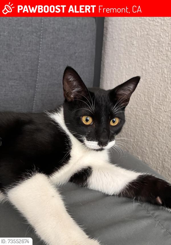 Lost Male Cat last seen Fremont blvd, Fremont, CA 94538