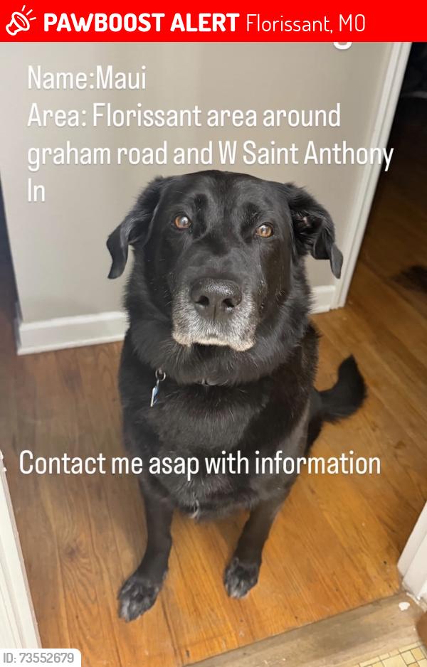 Lost Male Dog last seen W st Anthony lane and graham rd, Florissant, MO 63031
