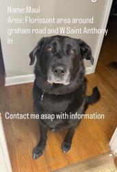 Lost Male Dog last seen W st Anthony lane and graham rd, Florissant, MO 63031