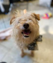 Shelter Stray Male Dog last seen Near Jeremy Way, Stockton, CA 95212, USA, 1575 S Lincoln St, Stockton, CA 95206, USA