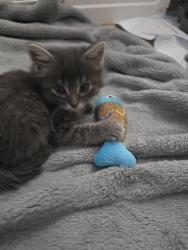 Shelter Stray Male Cat last seen Near W 300 N, Clearfield, UT 84015, USA, 1422 E 600 N, Fruit Heights, UT 84037, USA