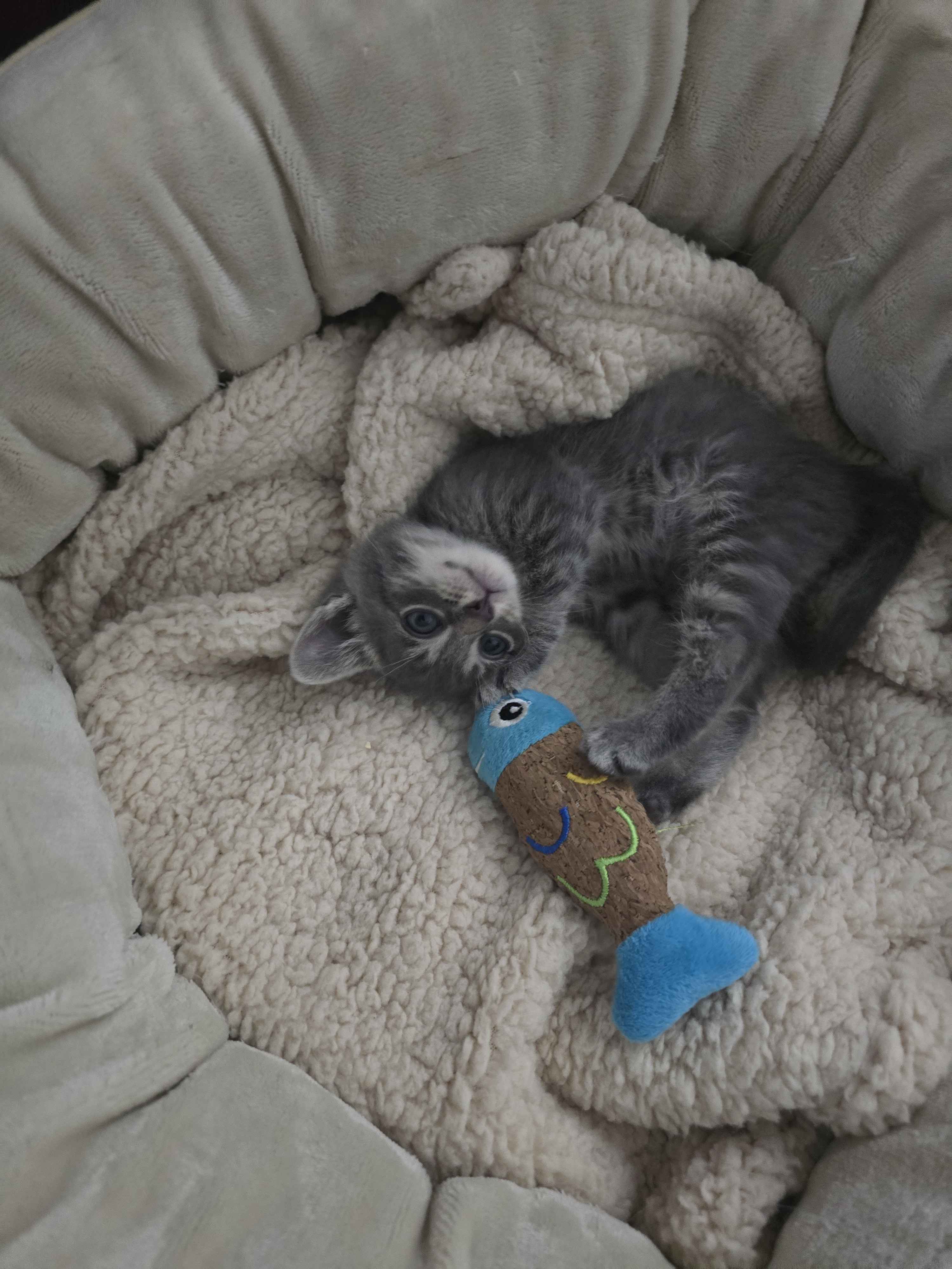 Shelter Stray Male Cat last seen Near W 300 N, Clearfield, UT 84015, USA, 1422 E 600 N, Fruit Heights, UT 84037, USA