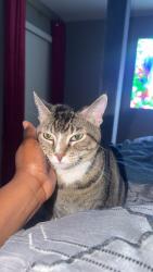 Reunited Female Cat last seen Eagle Ridge Drive, Grain Valley, MO 64029