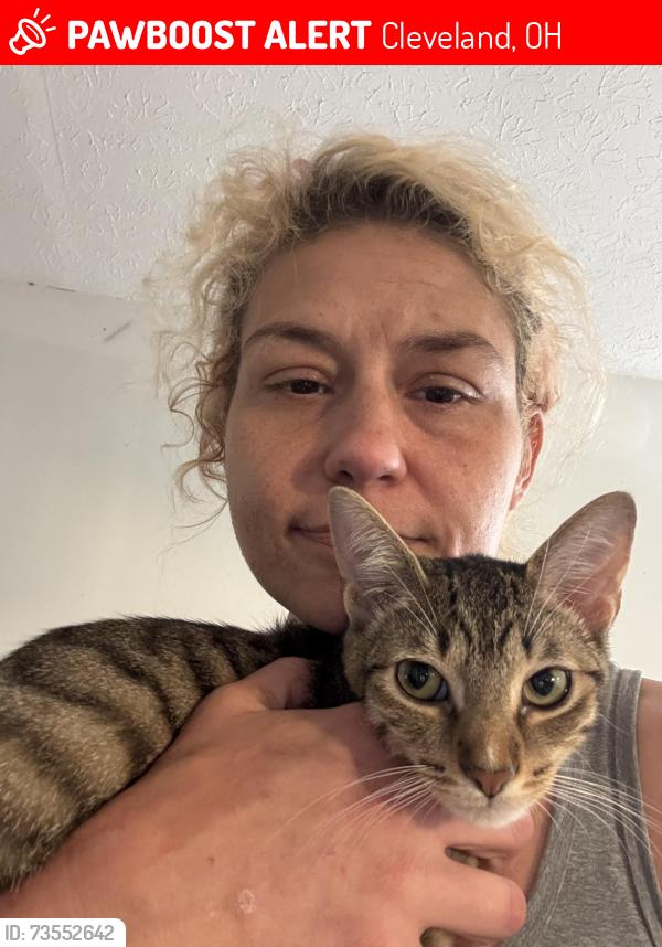 Lost Female Cat last seen Mandalay ave and ivanhoe, Cleveland, OH 44110