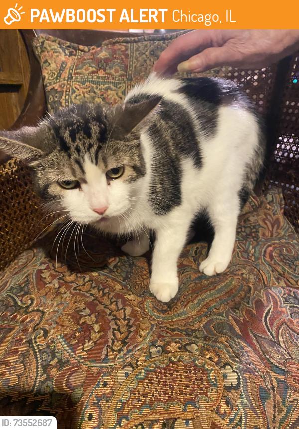 Found/Stray Unknown Cat last seen Division, Chicago, IL 60642