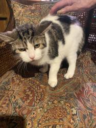 Found/Stray Unknown Cat last seen Division, Chicago, IL 60642