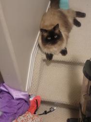 Reunited Male Cat last seen Rabbit hill road , terwillagar area, Lincoln Cresent, Edmonton, AB T6R 3B2