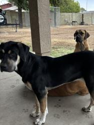 Lost Female Dog last seen Singal butte and Broadway, Maricopa County, AZ 85208