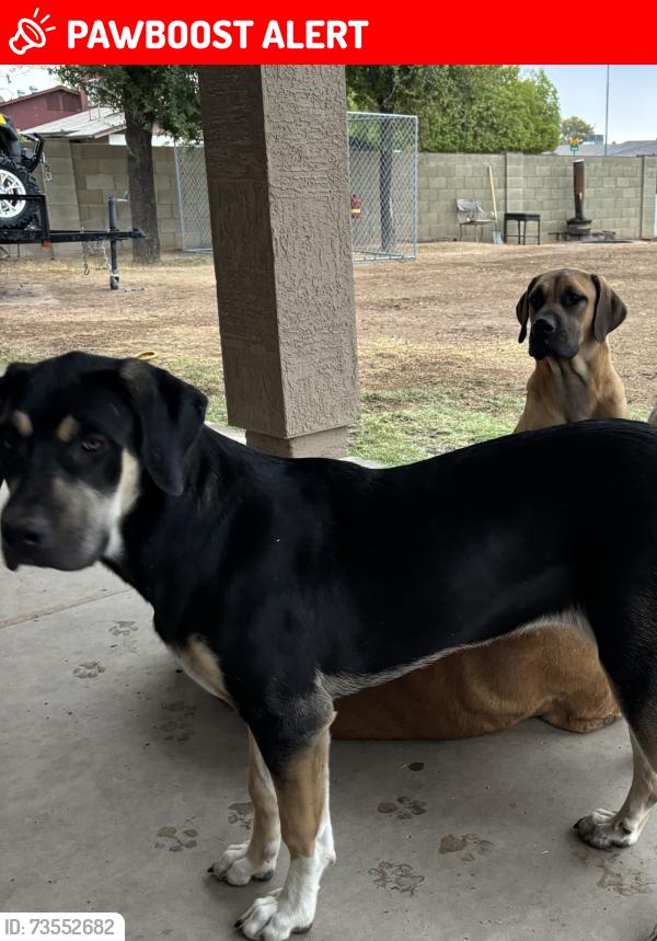 Lost Female Dog last seen Singal butte and Broadway, Maricopa County, AZ 85208
