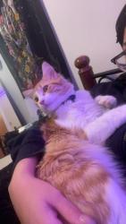 Lost Male Cat last seen South Side park, Belleville, IL 62220