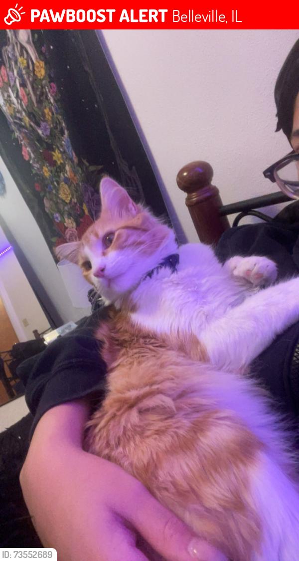 Lost Male Cat last seen South Side park, Belleville, IL 62220