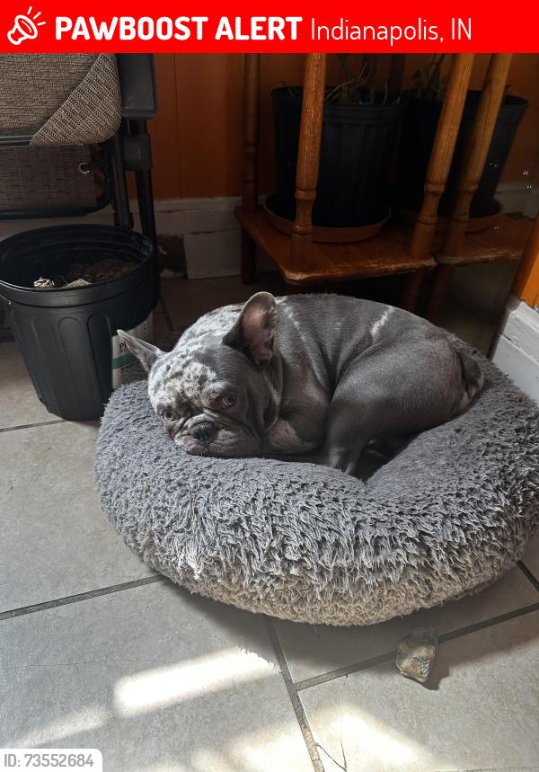 Lost Male Dog last seen S keystone Ave 46203, Indianapolis, IN 46203