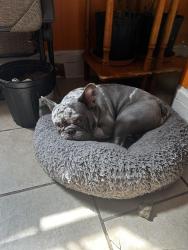 Lost Male Dog last seen S keystone Ave 46203, Indianapolis, IN 46203