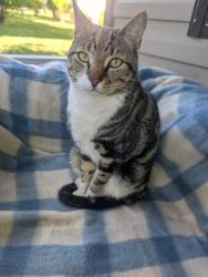 Lost Male Cat last seen S. DEPOT AND S. LOOKOUT, Claremont, NC 28610
