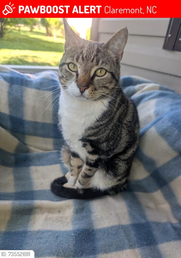 Lost Male Cat last seen S. DEPOT AND S. LOOKOUT, Claremont, NC 28610