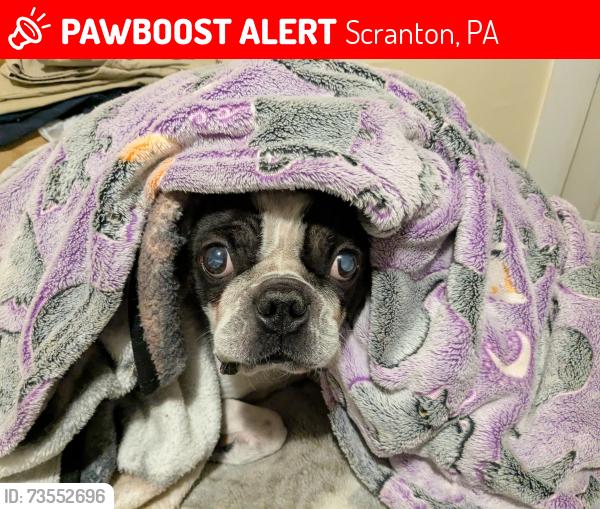 Lost Male Dog last seen Lewis and Charles, Scranton, PA 18508