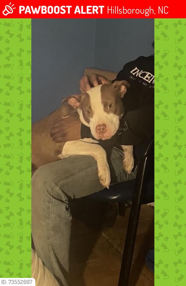Lost Female Dog last seen Near w Corbin st hillsboro nc, Hillsborough, NC 27278