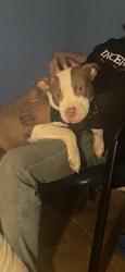 Lost Female Dog last seen Near w Corbin st hillsboro nc, Hillsborough, NC 27278