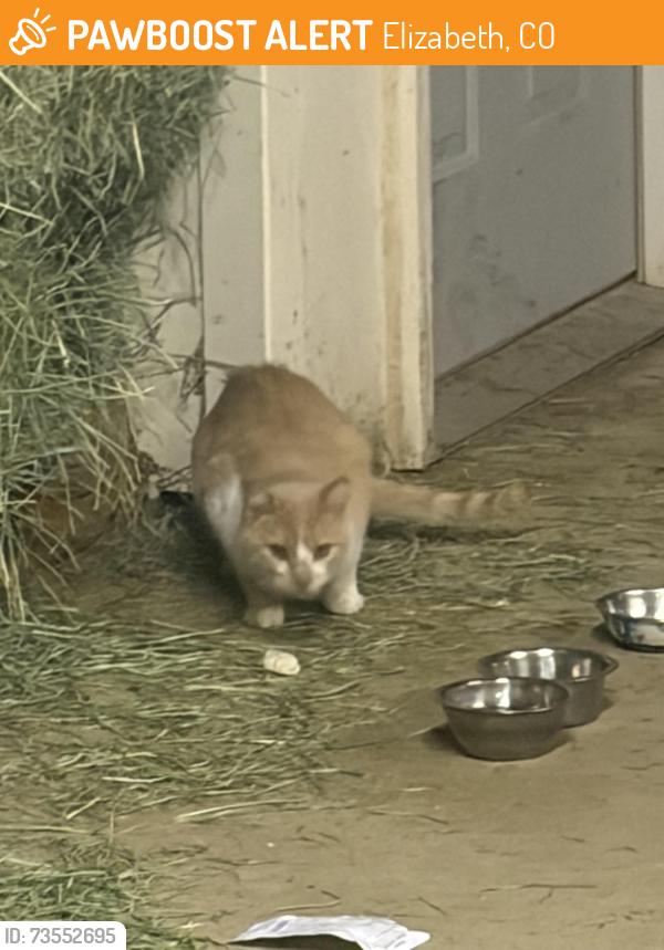 Found/Stray Unknown Cat last seen County road13, Elizabeth, CO 80107