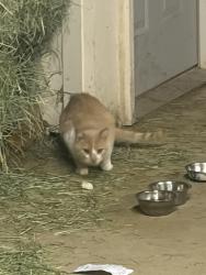 Found/Stray Unknown Cat last seen County road13, Elizabeth, CO 80107
