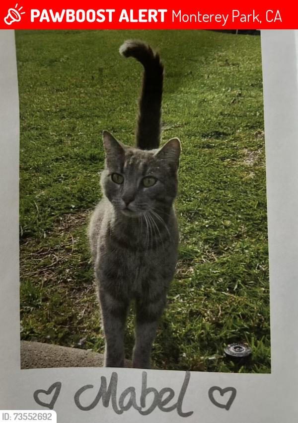 Lost Female Cat last seen Near West Almora St, Monterey Park, Monterey Park, CA 91754
