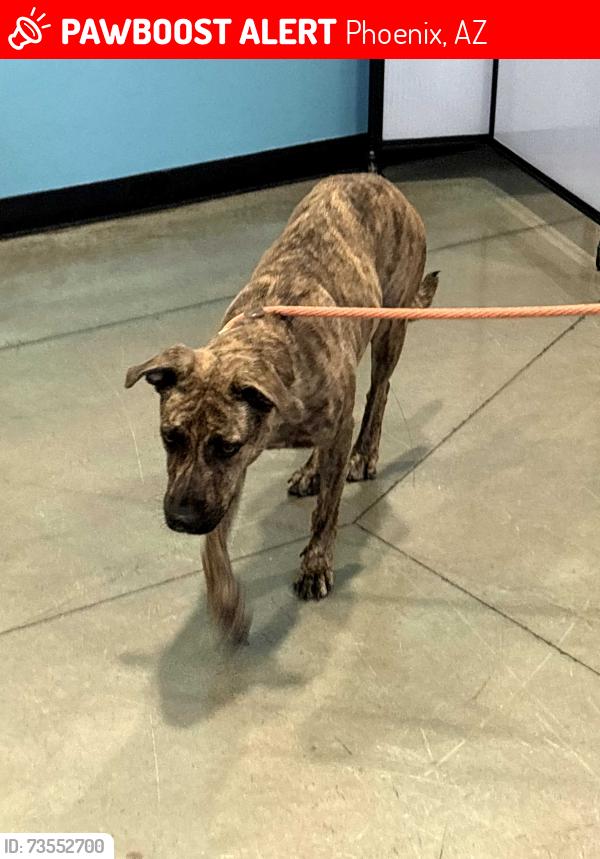 Lost Female Dog last seen 34th way and Bell Rx, Phoenix, AZ 85032