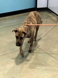 Lost Female Dog last seen 34th way and Bell Rx, Phoenix, AZ 85032