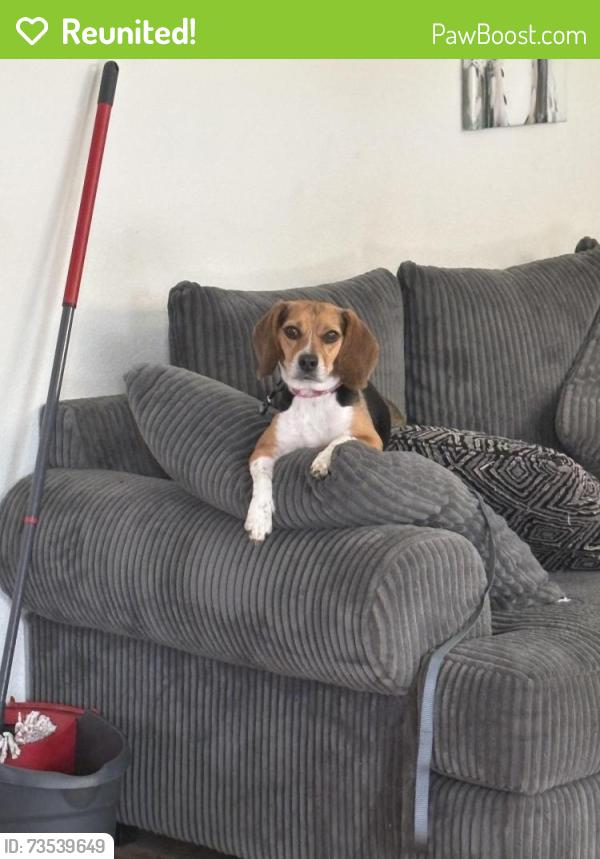 Reunited Female Dog last seen slam school, off russel & stephanie, Henderson, NV 89015