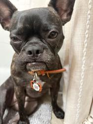 Lost Female Dog last seen garrity Blvd., Nampa, ID, Nampa, ID 83687
