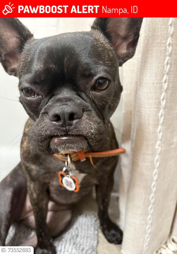 Lost Female Dog last seen garrity Blvd., Nampa, ID, Nampa, ID 83687