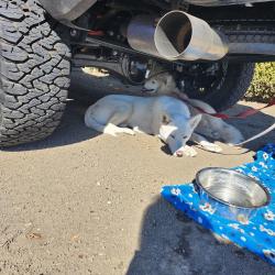 Found/Stray Female Dog last seen Farringdon dr, San Jose, CA 95127
