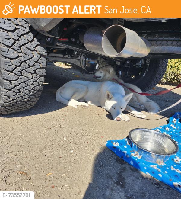 Found/Stray Female Dog last seen Farringdon dr, San Jose, CA 95127