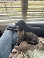 Reunited Female Cat last seen Kingfisher St and Rainbow Trout road, in front of Blue Jay Lane, Flowery Branch, GA 30542