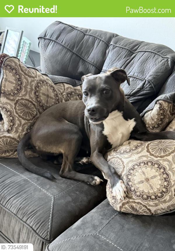 Reunited Female Dog last seen Near Arnish Ct, Fayetteville, NC 28306, USA, Fayetteville, NC 28306