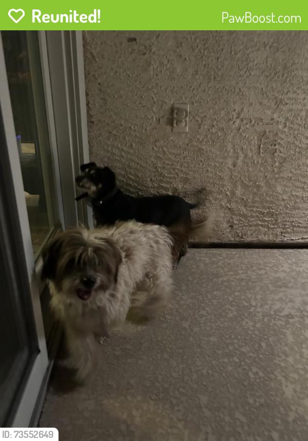 Reunited Male Dog last seen Near Sandbar Ct, Henderson, NV 89002, USA, Henderson, NV 89002