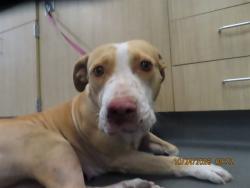Shelter Stray Female Dog last seen 15TH AVE / GRANT, 5501 E Van Buren St, Phoenix, AZ 85008, USA