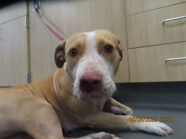 Shelter Stray Female Dog last seen 15TH AVE / GRANT, 5501 E Van Buren St, Phoenix, AZ 85008, USA