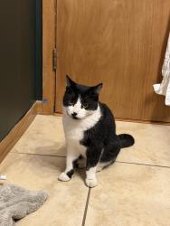 Found/Stray Female Cat last seen Central Ave near 33rd Ave, Minneapolis, MN 55418