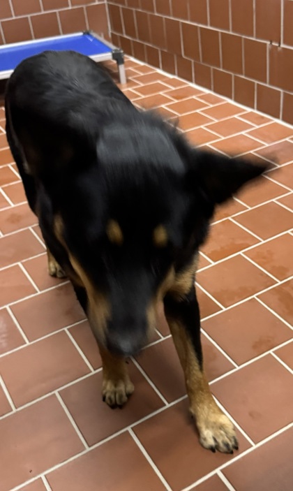 Shelter Stray Female Dog last seen Near Blk Russle, EVERMAN, TX, 3961 Bluebell Dr, Everman, TX 76140, USA
