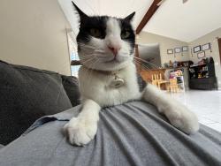 Lost Male Cat last seen Penitencia Street, Milpitas, CA 95035