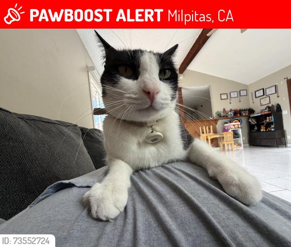 Lost Male Cat last seen Penitencia Street, Milpitas, CA 95035