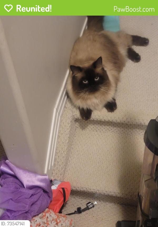 Reunited Male Cat last seen Rabbit hill road , terwillagar area, Lincoln Cresent, Edmonton, AB T6R 3B2